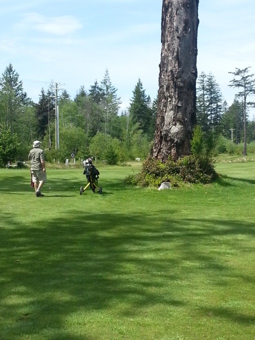 Despite appearances, this tree takes up only a very small part of the eighth fairway. Li'l Stevie hit it with unerring aim!